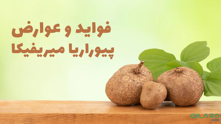 همه چیز درباره فواید و عوارض گیاه پیوراریا میریفیکا – گیاه پیوراریا میریفیکا چیست